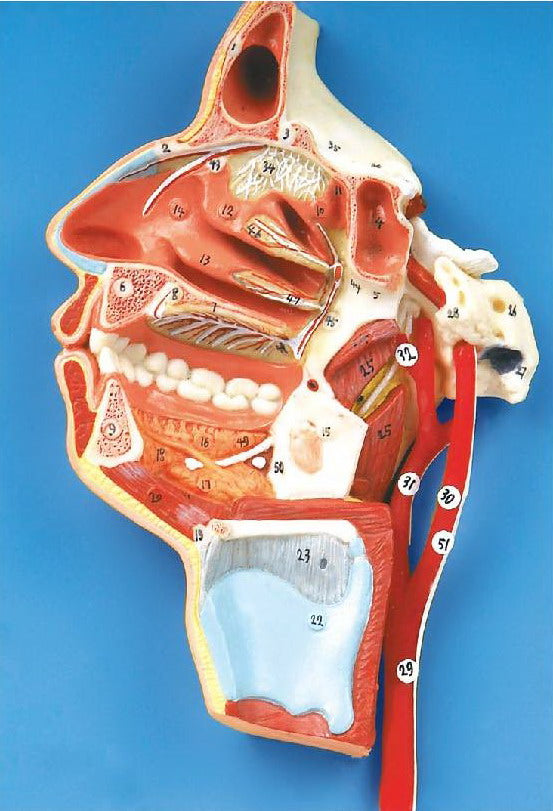 MODEL OF THE HEAD