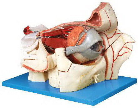 EYEBALL & ORBIT WITH VESSELS & NERVES