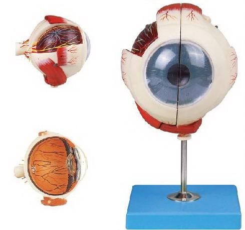 GIANT HUMAN EYE