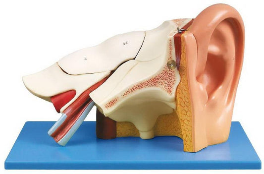 HUMAN EAR (JUMBO SIZE)