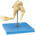 AUDITORY OSSICLE MODEL