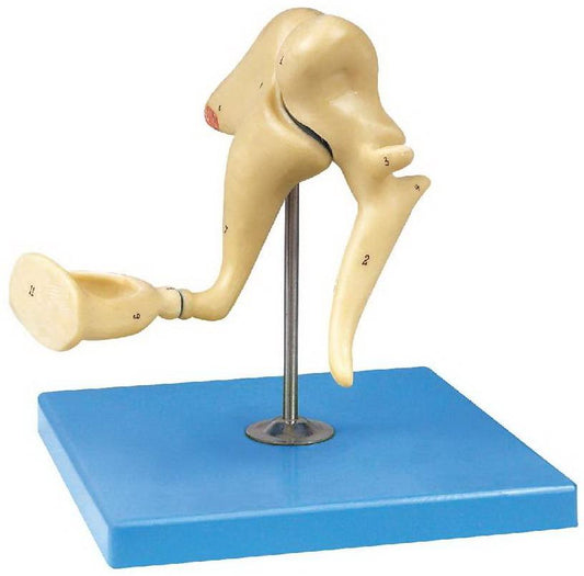AUDITORY OSSICLE MODEL