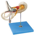 LABYRINTH MODEL