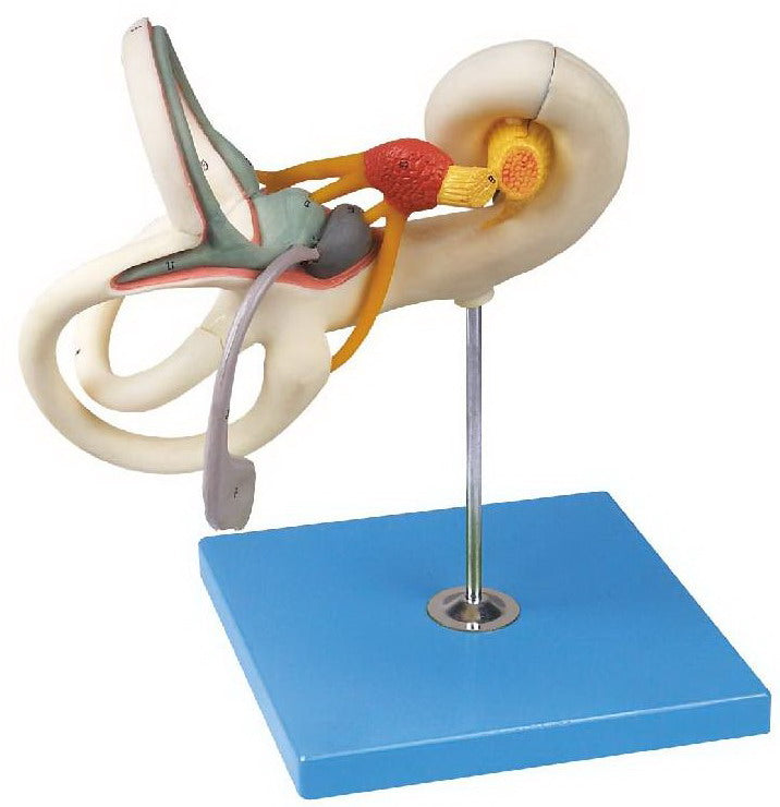 LABYRINTH MODEL