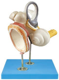 INNER EAR, AUDITORY OSSICLE & TYMPANIC MEMBRANE