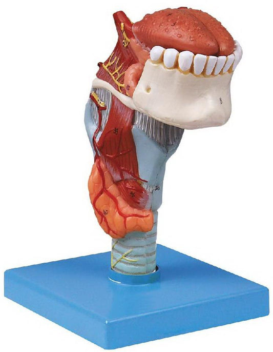 LARYNX WITH TONGUE & TEETH