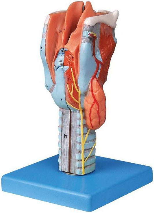 HUMAN LARYNX