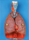 HUMAN THORACIC ORGANS (ANAT-MAGNIFIED MODEL OF LARYNX, HEART & LUNGS) (SOFT))