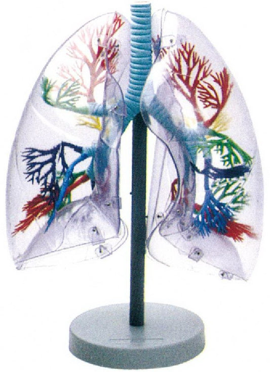 MODEL OF TRANSPARENT HUMAN LUNG SEGMENT (JUMBO)