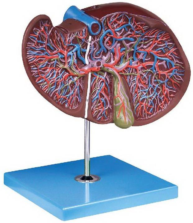 HUMAN LIVER (GIANT)
