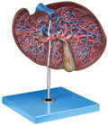 HUMAN LIVER (GIANT)