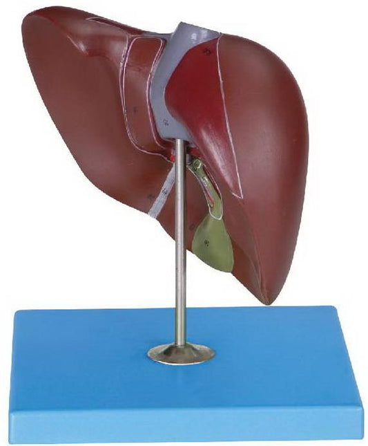 HUMAN LIVER, PANCREAS & DUODENUM