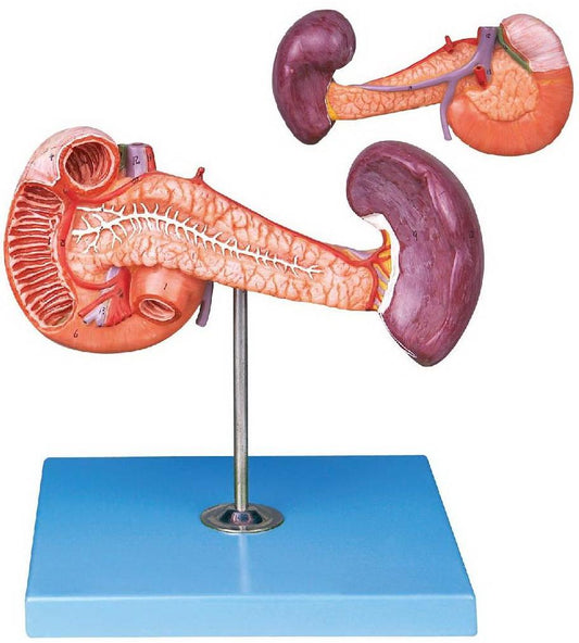 PANCREAS WITH SPLEEN & DUODENUM (SOFT)