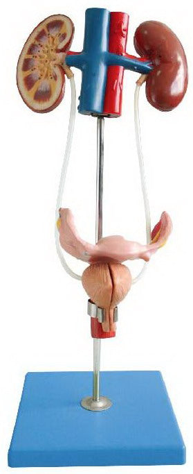 HUMAN FEMALE UROGENITAL SYSTEM