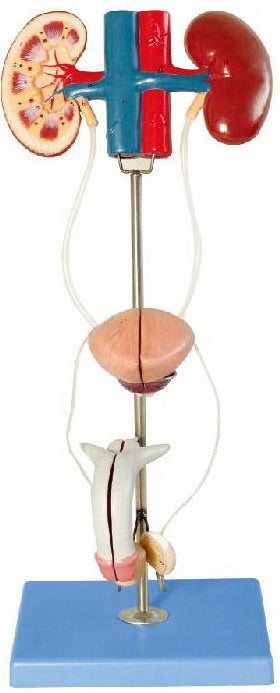 HUMAN MALE UROGENITAL SYSTEM MOL204