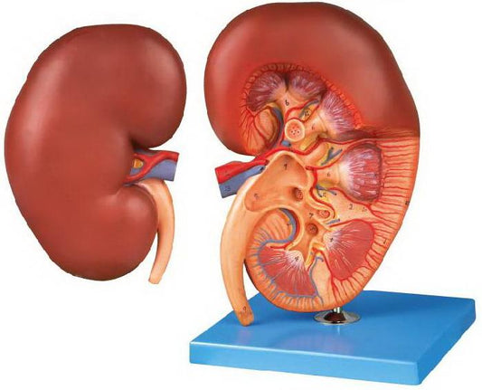 HUMAN KIDNEY (2 PARTS)