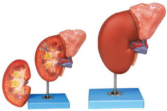 HUMAN KIDNEY WITH ARDENAL GLAND