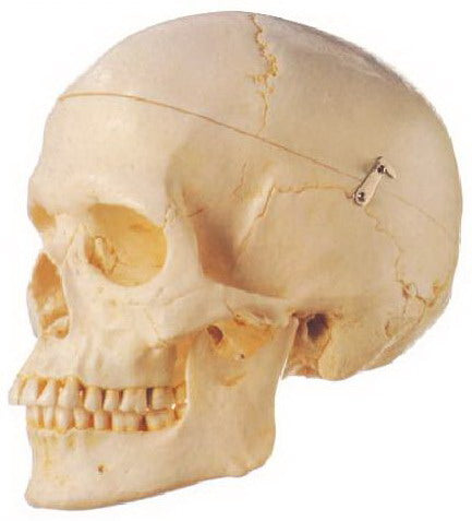 MODEL OF ADULT SKULL LIFE-SIZE
