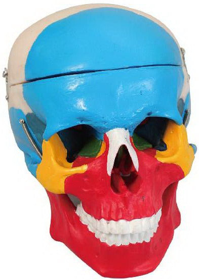 MODEL OF ADULT SKULL LIFE-SIZE COLORED BONES