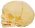 MODEL OF LIFE-SIZE FETAL SKULL