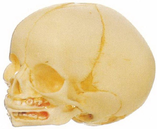 MODEL OF LIFE-SIZE FETAL SKULL