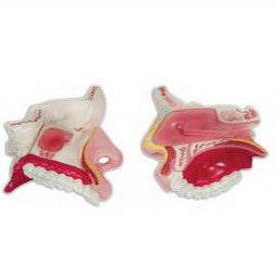 HUMAN NASAL CAVITY