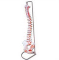 LIFE-SIZE HUMAN VERTEBRAL COLUMN WITH PELVIS (FLEXIBLE)