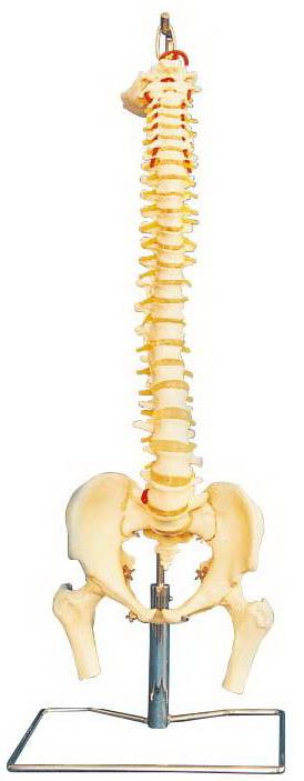 LIFE-SIZE HUMAN VERTEBRAL COLUMN WITH PELVIS & FEMUR HEADS (FLEXIBLE)