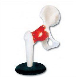 LIFE-SIZE FUNCTIONAL HUMAN HIP JOINT
