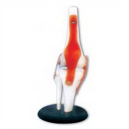 LIFE-SIZE FUNCTIONAL HUMAN KNEE JOINT