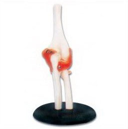 LIFE-SIZE FUNCTIONAL HUMAN ELBOW JOINT