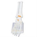 LIFE-SIZE FUNCTIONAL HUMAN FOOT JOINT