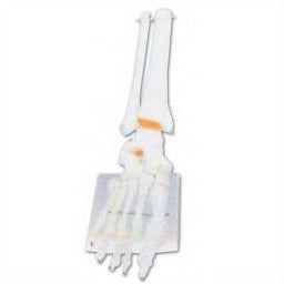 LIFE-SIZE FUNCTIONAL HUMAN FOOT JOINT