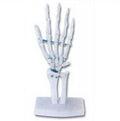 LIFE-SIZE FUNCTIONAL HUMAN HAND JOINT
