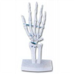 LIFE-SIZE FUNCTIONAL HUMAN HAND JOINT