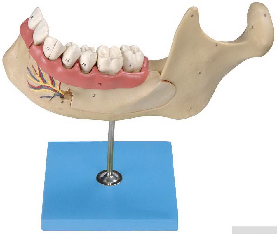 ANAT-MAGNIFIED MODEL OF MANENT TEETH & MOLAR TEETH