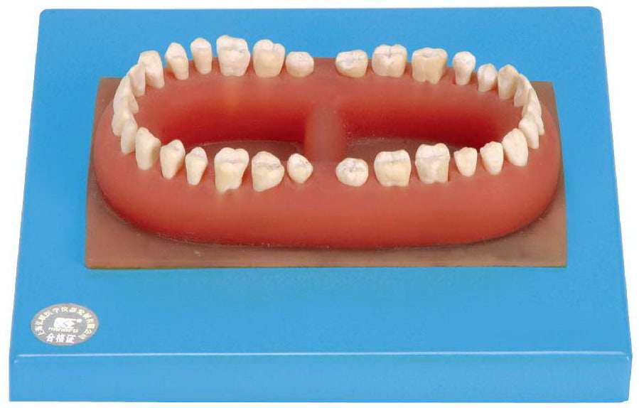SET OF ADULT 32 TEETHS (SOFT)