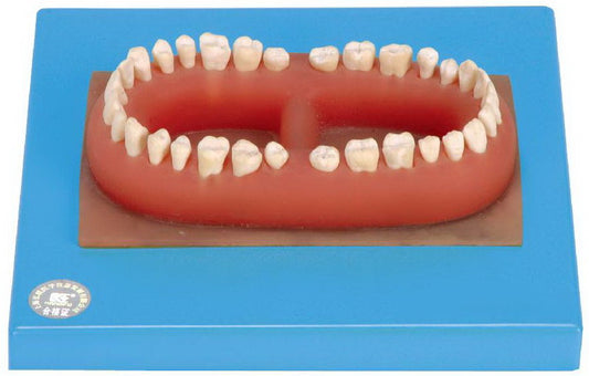 SET OF ADULT 32 TEETHS (SOFT)