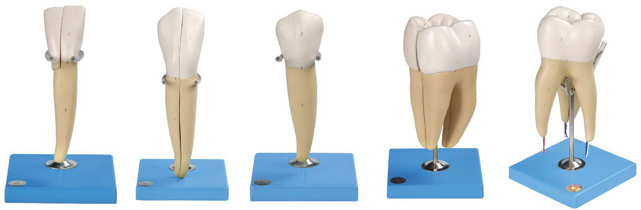 TEETH MODEL (SET OF 5)