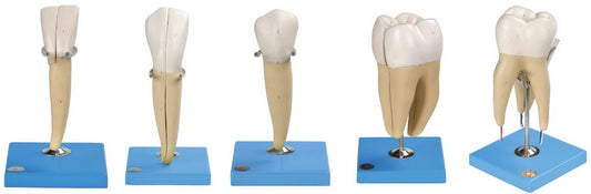 TEETH MODEL (SET OF 5)