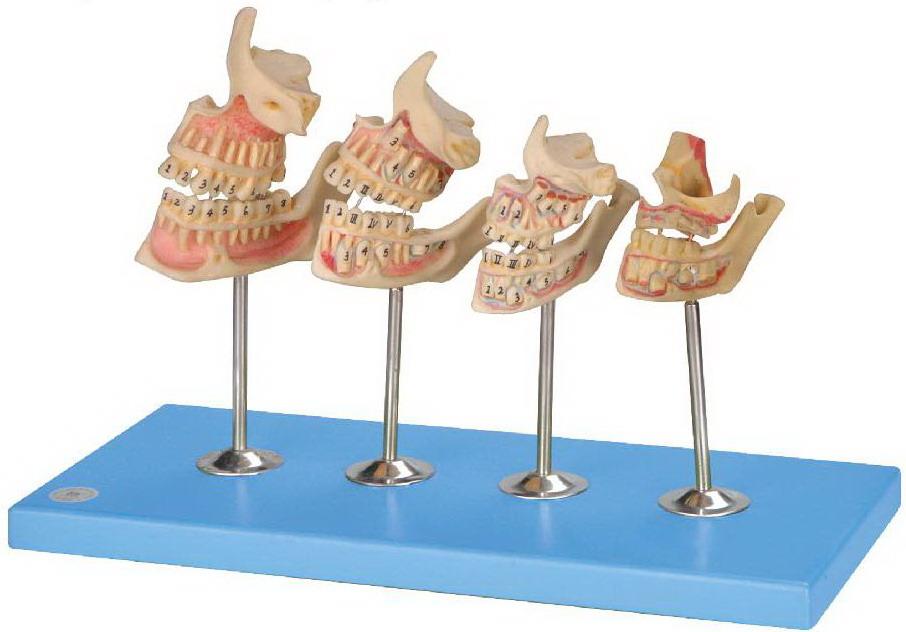 DEVELOPMENT OF TEETH SET