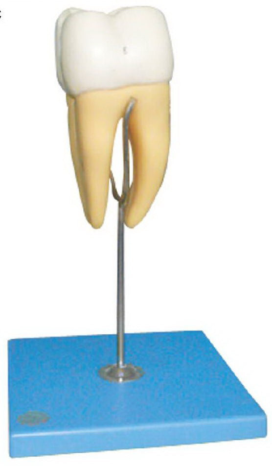 MOLAR MODEL