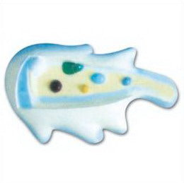 MODEL OF AMOEBA