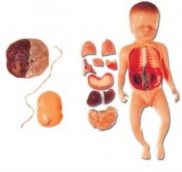 BABY WITH FETUS, VISCUS AND PLACENTA (SOFT)
