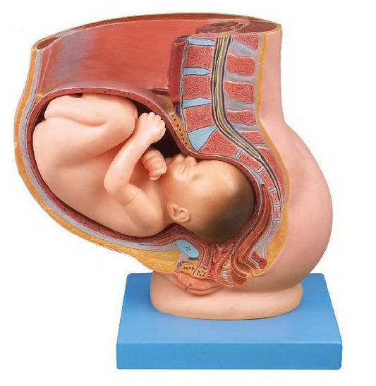 PELVIS WITH UTERUS IN NINE MONTH OF PREGNANCY