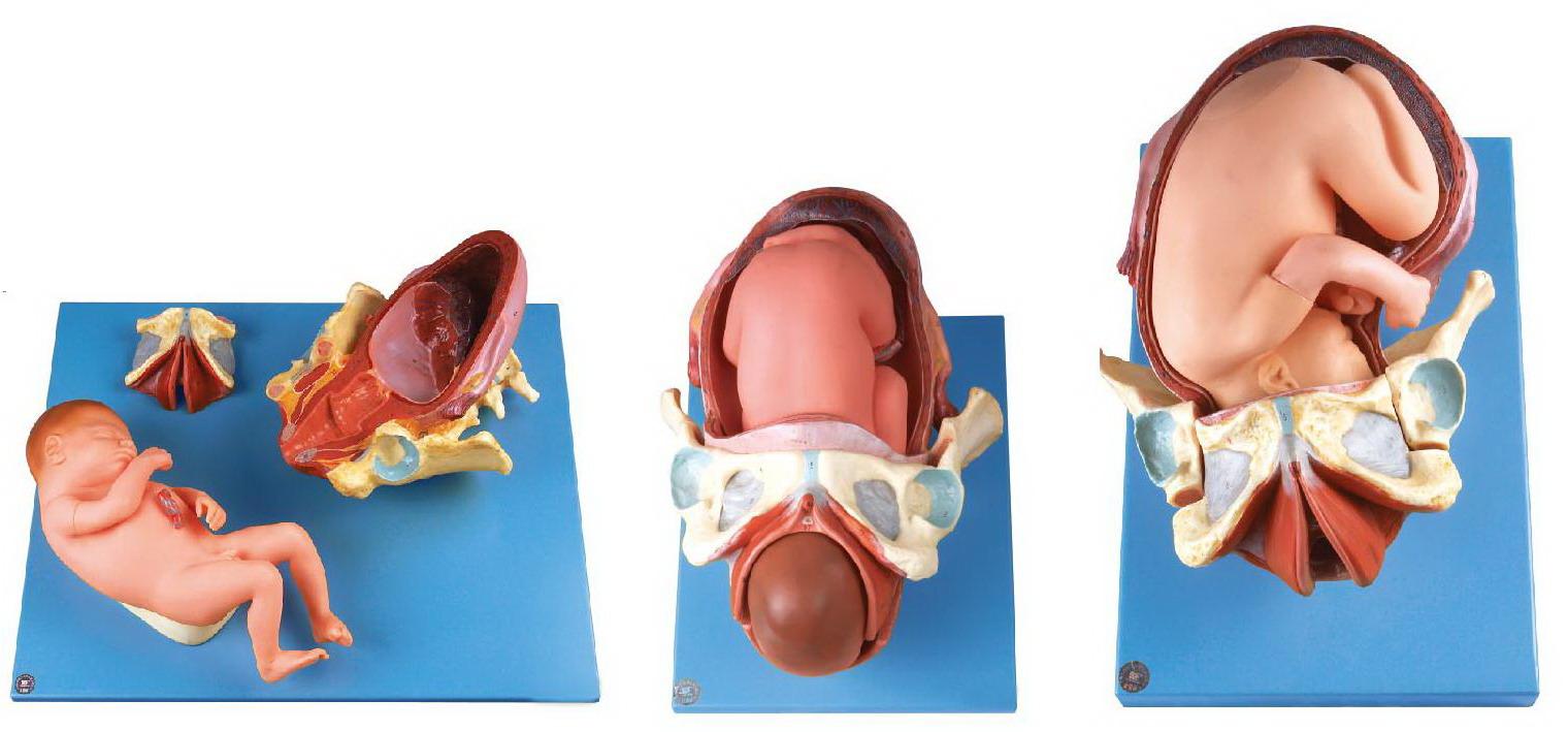 DEMONSTRATION  MODEL OF CHILDBIRTH (SOFT)