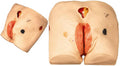 DECUBITUS WOUND CARE SIMULATOR (SOFT)