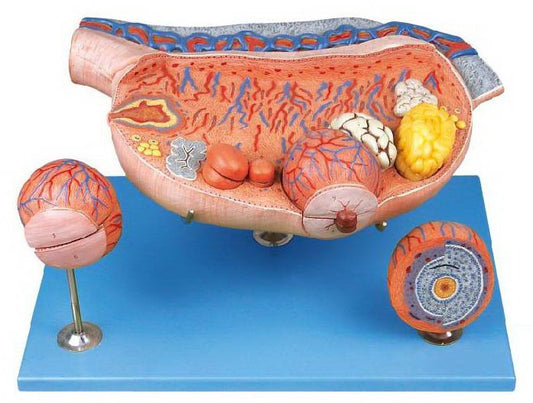 OVARY MODEL (SOFT)