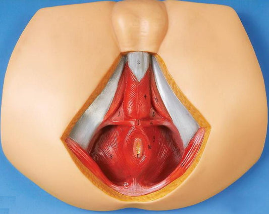 MALE PERINEUM ANATOMY (SOFT)