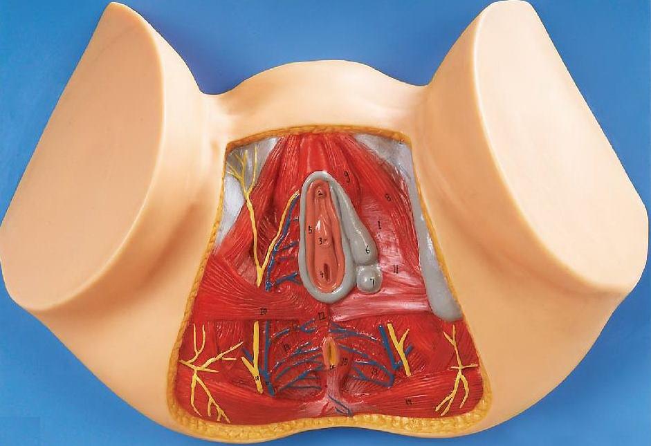 FEMALE PERINEUM ANATOMY (SOFT)